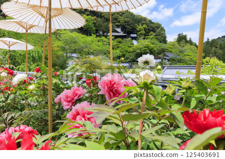 Hase-dera peony in full bloom in the precincts of fresh green 125403691
