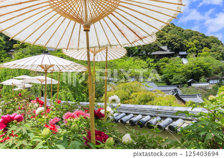 Hase-dera peony in full bloom in the precincts of fresh green 125403694