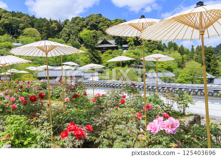 Hase-dera peony in full bloom in the precincts of fresh green 125403696