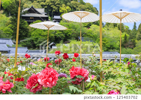 Hase-dera peony in full bloom in the precincts of fresh green Hase-dera peony in full bloom in the precincts of fresh green 125403702