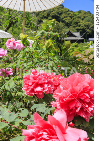 Hase-dera peony in full bloom in the precincts of fresh green 125403704