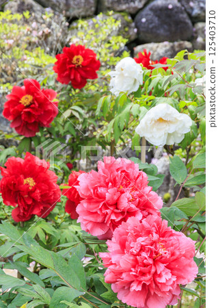 Hase-dera peony in full bloom in the precincts of fresh green Hase-dera peony in full bloom in the precincts of fresh green 125403710