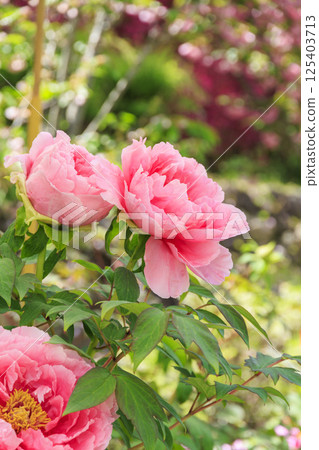 Hase-dera peony in full bloom in the precincts of fresh green 125403713
