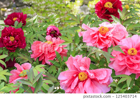 Hase-dera peony in full bloom in the precincts of fresh green Hase-dera peony in full bloom in the precincts of fresh green 125403714