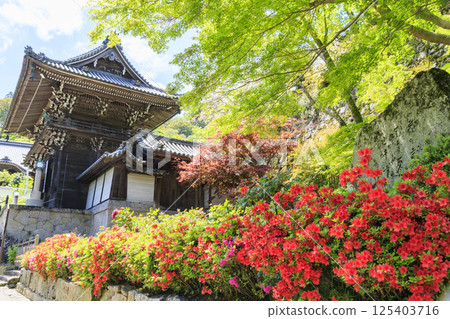 長谷寺牡丹盛開在清新的綠色區域 125403716