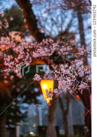 Night cherry blossoms in Ueno Park, Tokyo, Japan 125403742