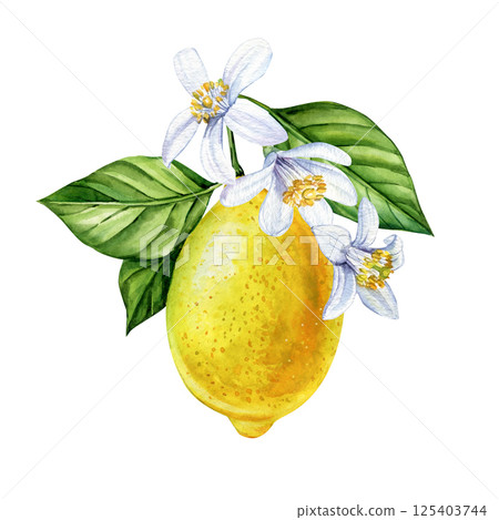Watercolor ripe lemon with green leaves and white citrus flowers for kitchen wall art or packaging clipart 125403744