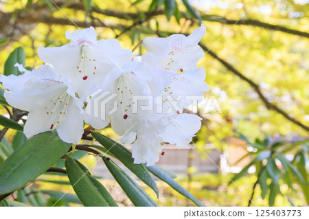 Fresh green and Murouji Temple blooming with a cherry blossom 125403773