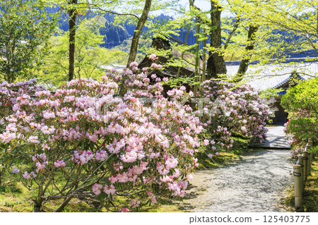 Fresh green and Murouji Temple blooming with a cherry blossom 125403775