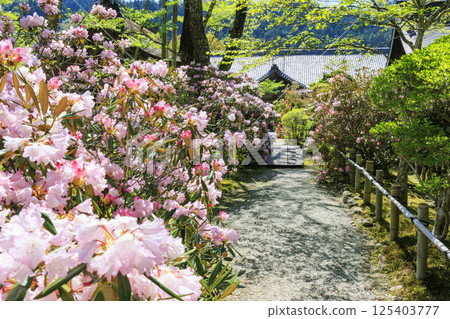 開花與櫻花的新鮮的綠色和Murouji寺廟 125403777