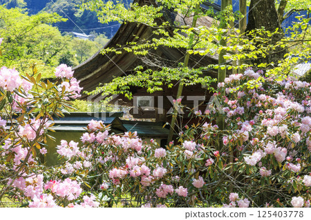 Fresh green and Murouji Temple blooming with a cherry blossom Fresh green and Murouji Temple blooming with a cherry blossom 125403778