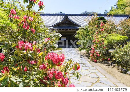 Fresh green and Murouji Temple blooming with a cherry blossom 125403779