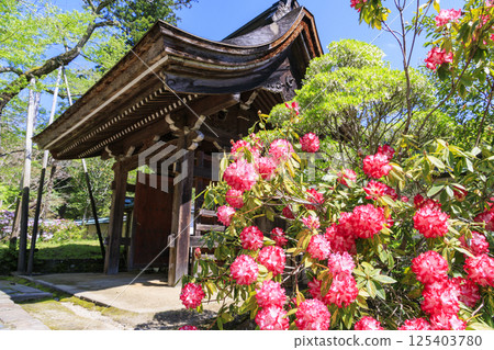 Fresh green and Murouji Temple blooming with a cherry blossom 125403780