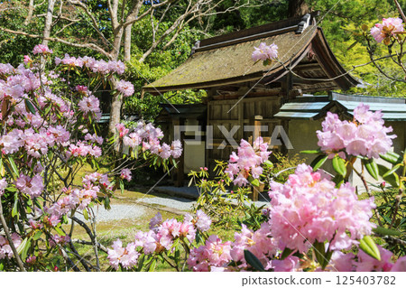 開花與櫻花的新鮮的綠色和Murouji寺廟 125403782