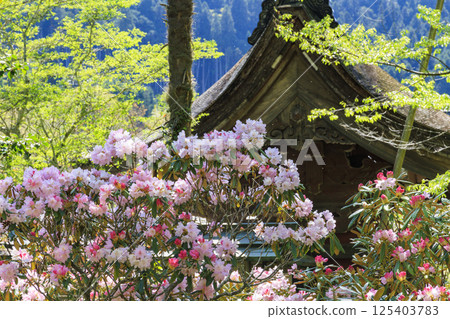 開花與櫻花的新鮮的綠色和Murouji寺廟 125403783