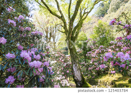 Fresh green and Murouji Temple blooming with a cherry blossom 125403784