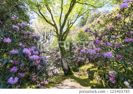 Fresh green and Murouji Temple blooming with a cherry blossom 125403785