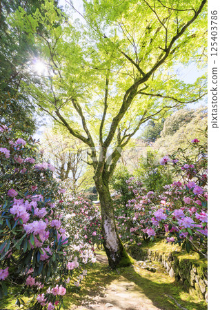 Fresh green and Murouji Temple blooming with a cherry blossom 125403786