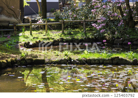 開花與櫻花的新鮮的綠色和Murouji寺廟 125403792