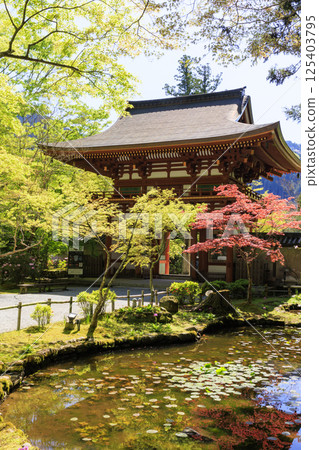 開花與櫻花的新鮮的綠色和Murouji寺廟 125403795