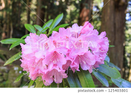 開花與櫻花的新鮮的綠色和Murouji寺廟 125403801
