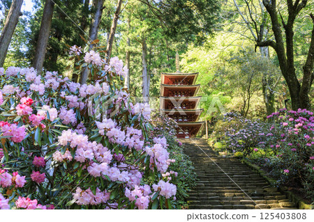 Fresh green and Murouji Temple blooming with a cherry blossom 125403808