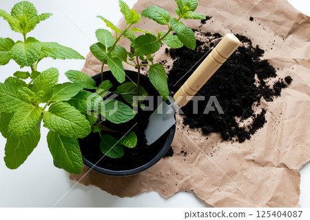 Potted mint plant with gardening trowel and soil on brown paper background 125404087