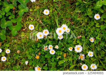 Beautiful white daisies in vibrant green grass 125404093