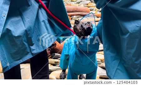 Dog in blue raincoat and cone on leash during walk on rocky terrain 125404103
