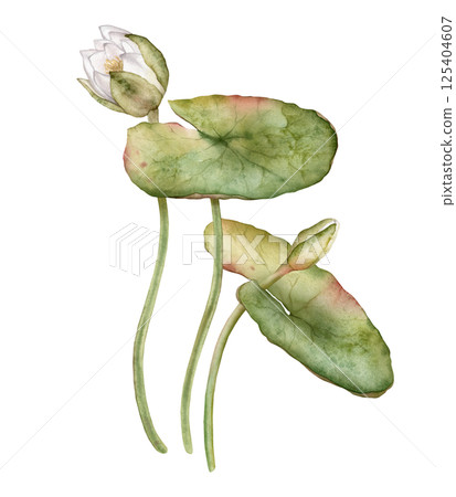 Flower Water Lily and bud with green leaf. Hand drawn watercolor illustration of tropical white waterlily on isolated background. Composition with lotus. Beautiful chinese water lily for design 125404607
