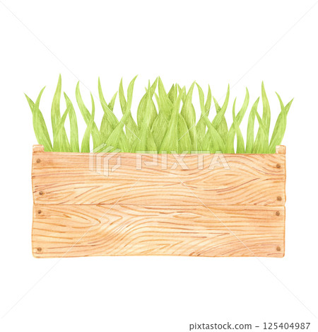 Hand drawn watercolor green grass in wooden box. Illustration isolated on white background. Can be used for postcard, album, scrapbook and other printed products. 125404987