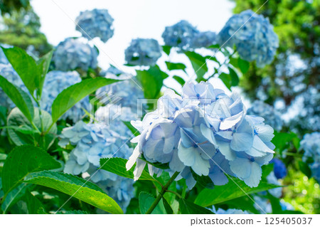 充滿活力的淡藍色繡球花 充滿活力的淡藍色繡球花 125405037