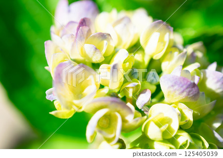 A close-up of a hydrangea with a beautiful gradation 125405039