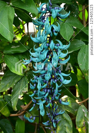玉藤(豆科)常綠藤本植物 玉藤(豆科)常綠藤本植物 125405125