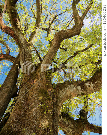 A giant beech Quercus serrata tree with fresh green leaves on its canopy A giant beech Quercus serrata tree with fresh green leaves on its canopy 125405255