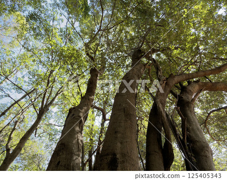 一棵巨大的山毛櫸 Quercus serrata 樹，樹冠上長滿了新鮮的綠葉 125405343