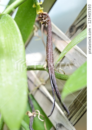 Vanilla (Orchidaceae) Evergreen vine plant 125405393