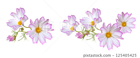 Pale pink cosmos cutout 125405425