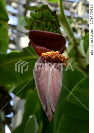 Sennari banana and greenhouse Sennari banana and greenhouse 125405458