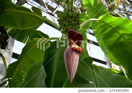 Sennari banana and greenhouse Sennari banana and greenhouse 125405494