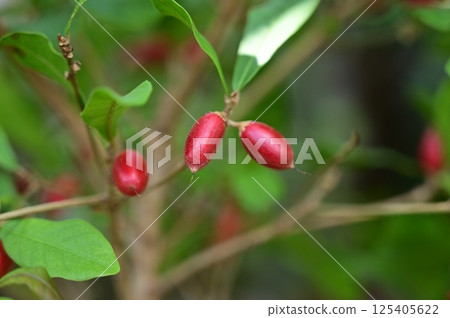 Miracle fruit (Scrophulariaceae) Red fruit of the genus Fructrico 125405622