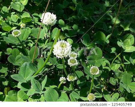 White clover 125405749