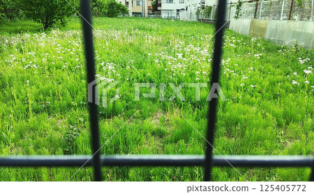 圍欄草地 125405772