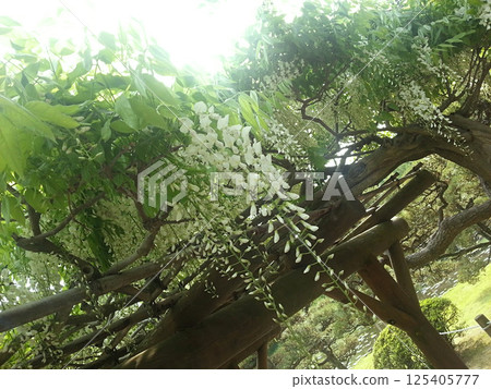 Wisteria trellis 125405777