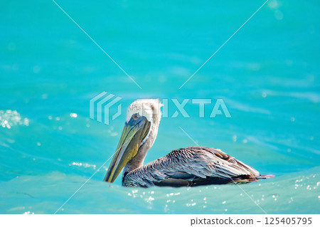 Brown pelican on the beautiful turquoise waters of the ocean. Brown pelican on the beautiful turquoise waters of the ocean. 125405795