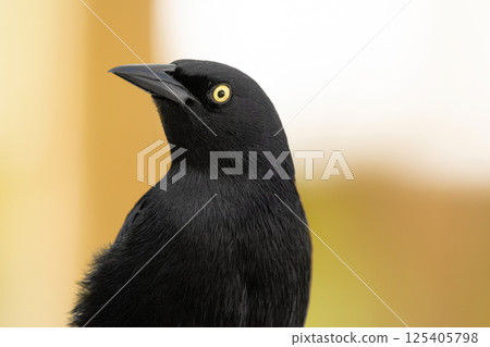 Noisy Great-tailed grackle portrait on a yellow background. Noisy Great-tailed grackle portrait on a yellow background. 125405798