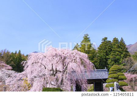 Kozenji Temple: Cherry blossoms in full bloom and the Daffodil Festival 125405811
