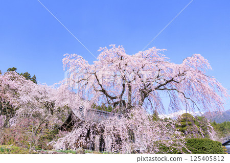 Kozenji Temple: Cherry blossoms in full bloom and the Daffodil Festival 125405812