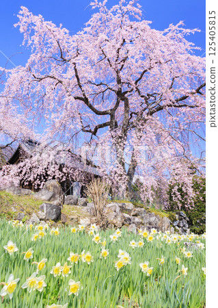 光前寺櫻花水仙花節 光前寺櫻花水仙花節 125405815