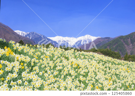 光前寺櫻花水仙花節 光前寺櫻花水仙花節 125405860